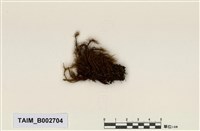 藏品(棕色曲尾苔)的圖片